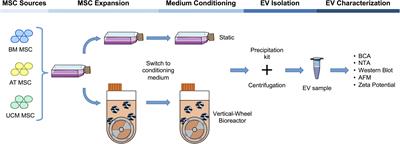 Scalable Production of Human Mesenchymal Stromal Cell-Derived Extracellular Vesicles Under Serum-/Xeno-Free Conditions in a Microcarrier-Based Bioreactor Culture System